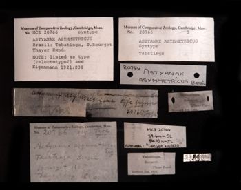 Media type: image;   Ichthyology 20766 Description: photograph;  Aspect: labels